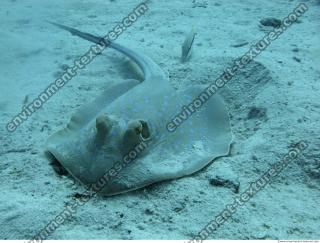 red sea bluespotted ribbontail ray Taeniura lymma 5